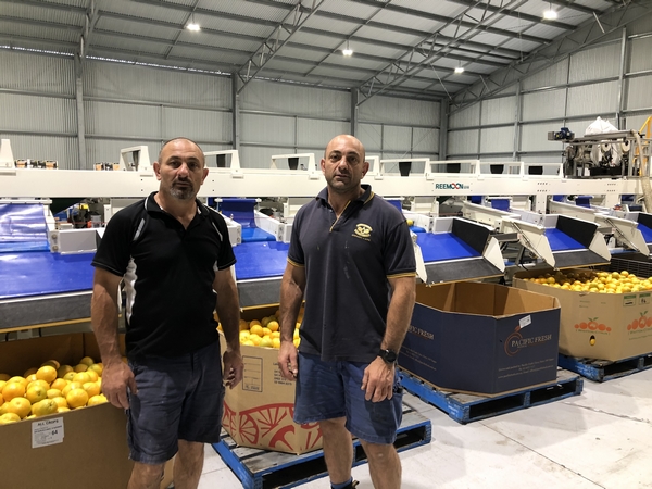 Sparacino Farms - Reemoon Fruit Sorting Machine"This system was as good or better than anyone else's and the price is much better"COVID-19 has provided many challenges for fresh produce companies in 2020, but one Australian avocado and citrus producer has self-installed its new fru