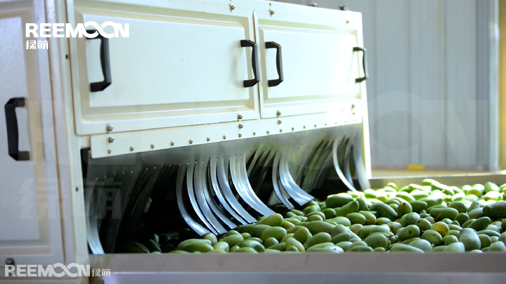 6月，中国最大的芒果生产基地广西百色市正式开采芒果，不同品种的芒果已经陆续上市。近年来，广西百色因地制宜大力发展芒果产业，敲开产业振兴之门，使之成为实现农民增收的支柱产业。据悉，目前百色以种植芒果为主导产业种植面积超133万亩，预计今年百色芒果产量达90万吨以上，芒果丰收了，销量好才是增收致富的关键