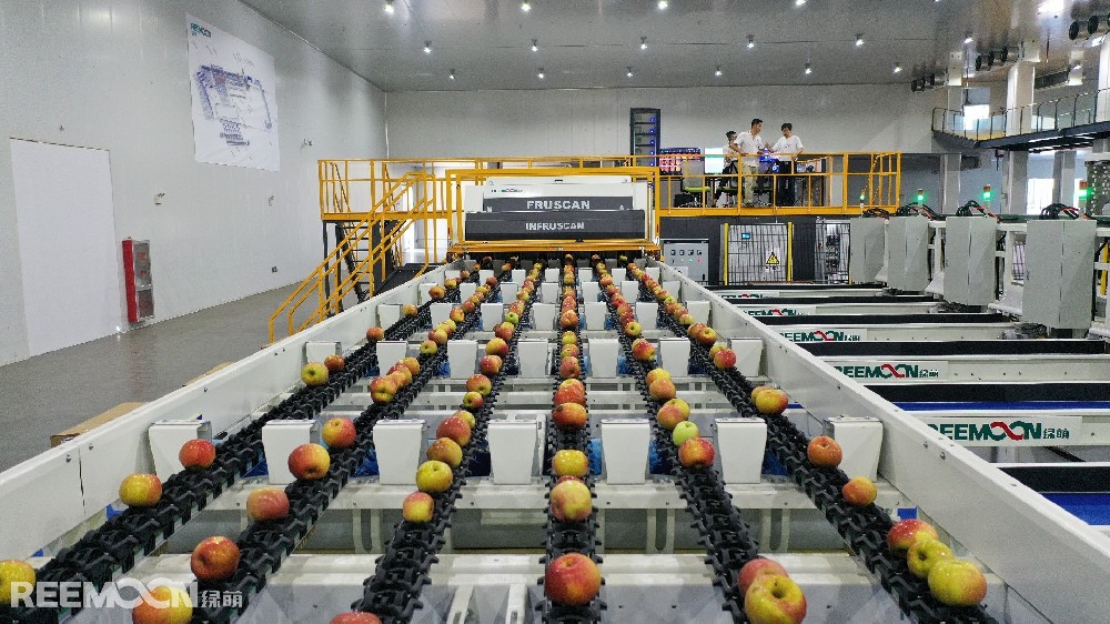 “又一标杆！斯味特&绿萌打造全球领先的苹果智能分选工厂