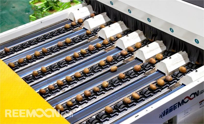 On 11September, in the kiwifruit processing area of the Jingdong Yulong Cloud Warehouse- Shaanxi Yang’s Agricultural Development Co., Ltd,baskets of fresh kiwifruit were quickly “grouped”bythe intelligent sorting line, and then packaged and shipped to all parts of th