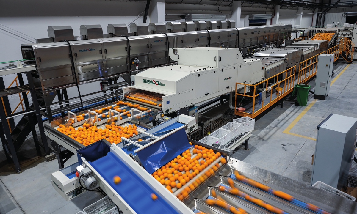 A snapshot of the smart production line involving washing, drying, and sorting oranges in Zigui county, Yichang in Central China's Hubei Province Photo: Chen Tao/GT