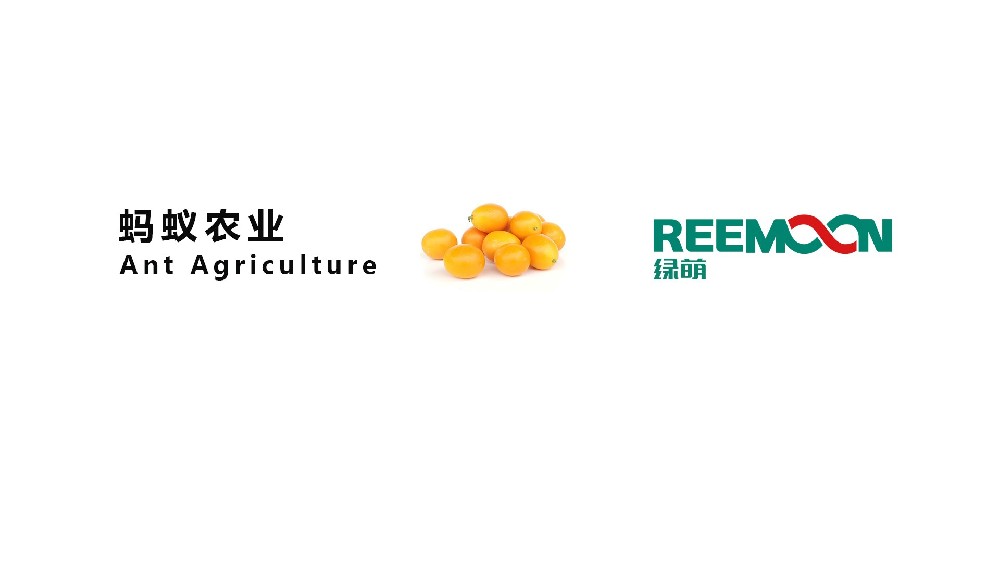 “广西 蚂蚁农业 融安金桔