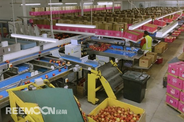In 2025, Reemoon Technology Co.,Ltd. successfully delivered and commissioned a customized four-lane apple sorting line in Nelson, New Zealand. The equipment officially began operating during this year's fruit season, from February to June, significantly improving efficiency and ensuring quality